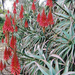 aloe arborescens (Medium)