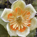 tulip-tree-flowers (Medium)