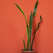 Sárgaszegélyű szanszeviéria - Sansevieria trifasciata laurentii