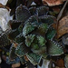 haworthia coarctata var adelaidensis