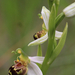 méhbangó virága/ Isztria