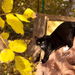 chat dans le jardin de rocaille by lordradi-d5kqybw