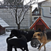 kutyák a hóban