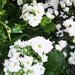 Fehér virágok