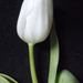 1 szál hófehér tulipán