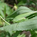Szöcske (Tettigonia viridissima) 02