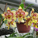 orhideák2010 002