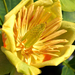 Tulipánfa (Liriodendron tulipifera)