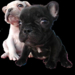 gwd puppies829.png