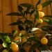 K�nai t�rpe mandarin (Qumqats)