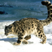 Calculation, Snow Leopard (Medium)