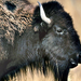 American Bison