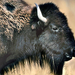 American-Plains-Bison-National-Bison-Range-Montana-1024x768