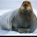 bearded-seal-male-63260-sw (Medium)