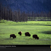 bison-herd-yellowstone-park-505436-sw (Medium)