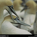 cape-gannets-504908-sw (Medium)