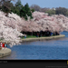 cherry-blossom-festival-basin-387699-sw (Medium)