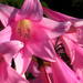 amaryllis like flower (Small)