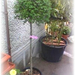 22Ligustrum (Medium)