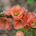 BelleWood 2008-04 Chaenomeles Cameo (Medium)