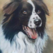 a Border Collie 1 (Medium)