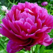 fuschia.peony