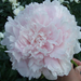 Large Light Pink Peony