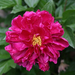 peony-2006-10