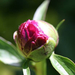 peony-2008-02