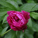 peony-2009-01