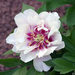 peony-2010-007