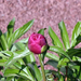 peony-2010-016