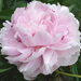 peony 6 06