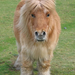 shetland pony 1