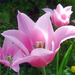 Pink Tulip / Rózsaszín tulipán