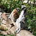 Lemur pár