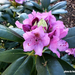 Rhododendron-havasszépe