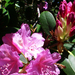 Rhododendron-3