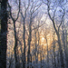 Téli naplemente az erdőben