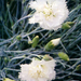 dianthus caryophyllus