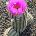 Echinocereus pectinatus