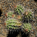 Echinocereus triglochidatus