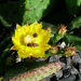 Opuntia