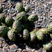 Opuntia fragilis var. denudata