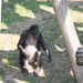 bonobó vakaródzik