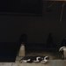 papaszemes pingvin IMGP7493