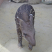 tapirkolyok IMGP7453