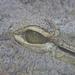 nilusi krokodil szeme IMGP7435