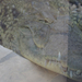 nilusi krokodil IMGP7430