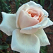 P1120608 rózsa